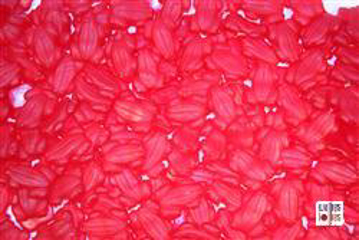Red Frogs